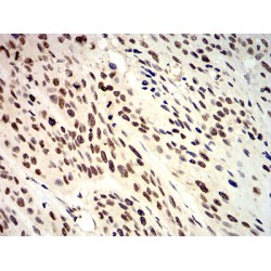 Anaphase-Promoting Complex Subunit 10 (ANAPC10) Antibody