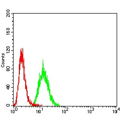 Activin Receptor Type-1 (ACVR1) Antibody