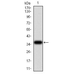 Cold-Inducible RNA-Binding Protein (CIRBP) Antibody