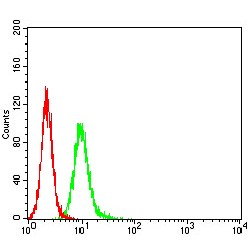 Amyloid-Beta A4 Precursor Protein-Binding Family A Member 2 (APBA2) Antibody