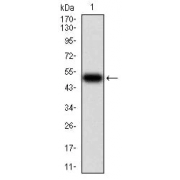 WB analysis of recombinant Human SERPINA1 (23-237 AA). Calculated MW: 50.3 kDa.