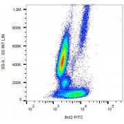 Intracellular staining of human peripheral blood with anti-Bcl2 FITC.