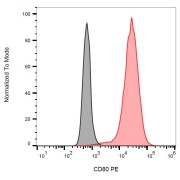 Surface staining of CD80-transfected P815 cells with anti-human CD80 PE.