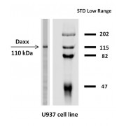 Western blotting analysis of Daxx expression in human U937 cell line using Daxx Anibody purified.