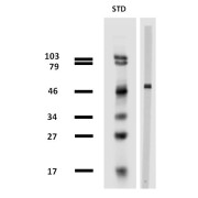 Western blotting analysis of porcine brain lysate using TUBB Antibody.