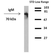 Western blot analysis of detection (reducing conditions) of IgM in human plasma using anti-human IgM peroxidase conjugate.