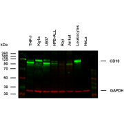 WB analysis of extracts of THP-1, Kg1a, U937, HPB-ALL, Raji, Jurkat, leukocytes, and HeLa cells using Integrin Beta 2 (ITGB2) antibody (2 µg/ml), followed by a Goat-anti-Mouse IgG antibody (green).Loading control (red): Mouse anti-GAPDH monoclonal antibody conjugated to AF680 (0.1 µg/ml). CD18 was detected at ~90-100 kDa.