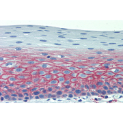 Immunohistochemistry staining of human tonsil (paraffin-embedded sections) with anti-CD82.