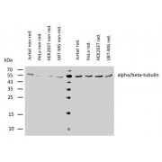 Western blotting analysis of various cell lines under non-reducing and reducing conditions, using Alpha/Beta Tubulin Dimer Antibody (2 µg/ml) and IRDye800-conjugated anti-mouse secondary antibody. Observed band size: 54 kDa.