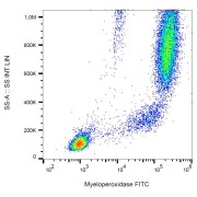 Intracellular staining of human peripheral blood with anti-myeloperoxidase FITC.