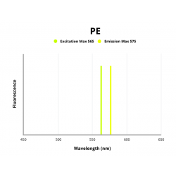 Protein Tyrosine Phosphatase Receptor Type J (PTPRJ) Antibody (PE)