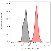 Intracellular staining of p53 in RAMOS cells with anti-p53 FITC.