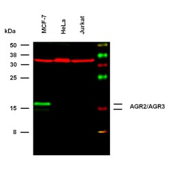 AGR2+AGR3 Antibody