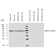 WB analysis of various cell lines, using alpha-tubulin Antibody (2 µg/ml) and Mouse IRDye800 secondary antibody. Approximate band size: 54 kDa.