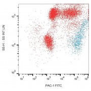 Surface staining of PAC-1 on PHA-activated (1 hour) human peripheral blood with anti-PAC-1 FITC.