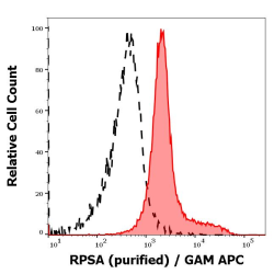 40S Ribosomal Protein SA / LAMR1 (RPSA) Antibody