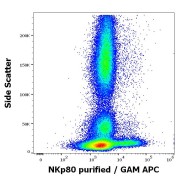 Flow cytometry surface staining of Human peripheral whole blood using KLRF1 antibody (1.7 µg/ml).