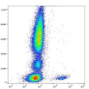 Flow cytometry surface staining analysis of human peripheral whole blood stained using APC-conjugated Complement Receptor 2 / CD21 (CR2) Antibody (10 μl/100 μl of peripheral whole blood).