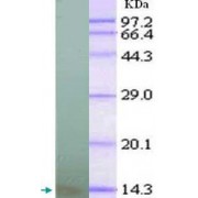 Western blot analysis of recombinant CXCL10 protein, using CXCL10 Antibody (1/1000 dilution) .