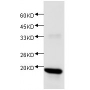 WB analysis of recombinant IL17, using IL17 antibody (1/1000 dilution).