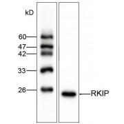 Western blot analysis of RKIP expression in SW480 whole cell lysates, using RKIP antibody (1/1000 dilution).