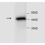 WB analysis of recombinant protein A1AT, using Alpha-1-Antitrypsin (SERPINA1) Antibody (1/1000 dilution).