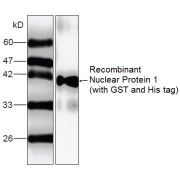 WB analysis of recombinant Human NUPR1 (with GST and His tag), using NUPR1 antibody.