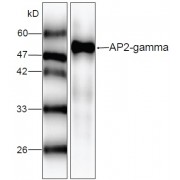 Western blot analysis of recombinant AP2 gamma, using AP2 gamma antibody (1/1000 dilution).