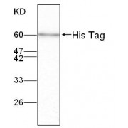 WB analysis of C-terminal His-tagged fusion protein, using His Tag antibody (1/2000 dilution).