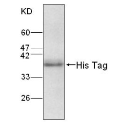 His Tag Antibody