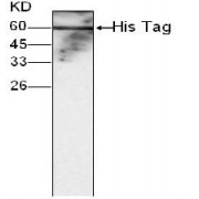 WB analysis of C-terminal His-tagged fusion protein, using His Tag antibody (1/1000 dilution).