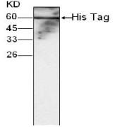 WB analysis of C-terminal His-tagged fusion protein, using His Tag antibody (1/1000 dilution).