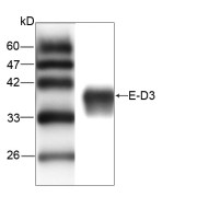WB analysis of recombinant JEV E-D3 protein, using JEV E-D3 antibody (1/1000 dilution).