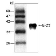 WB analysis of recombinant JEV E-D3 using JEV E-D3 Antibody (1/1000 dilution).