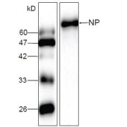 WB analysis of Influenza A virus NP, using AIV NP Antibody (1/1000 dilution).