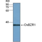 Western blot analysis of protein OsBZR1 expression in rice (CV. 9311) leaf tissue at the seedling stage with OsBZR1 Antibody (1/500 dilution).
