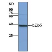 bZip5 Antibody