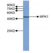 WB analysis of OsMPK1 expression in rice (CV. 9311) flag leaf at the tillering stage, using OsMPK1 Antibody (1/1000 dilution).