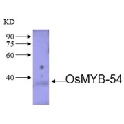 WB analysis of OsMYB-54 expression in rice (CV. 9311) stem at the tillering stage, using OsMYB-5 Antibody (1/500 dilution).