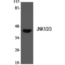 JNK1 / 2 / 3 Antibody