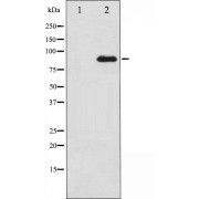 Western blot analysis of PKC zeta expression in PMA treated COS7 whole cell lysates, The lane on the left is treated with the antigen-specific peptide.