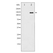 abx011634