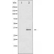Western blot analysis of FosB expression in PMA treated COS7 whole cell lysates, The lane on the left is treated with the antigen-specific peptide.