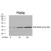 WB analysis of extracts from HeLa cells untreated or treated with UV for the indicated times, using Mitogen-Activated Protein Kinase 14 Phospho-Tyr182 (MAPK14 pY182) Antibody.