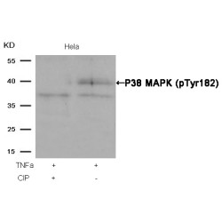 Mitogen-Activated Protein Kinase 14 Phospho-Tyr182 (MAPK14 pY182) Antibody