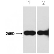 Western blot analysis of PET-28a GFP recombinant protein expressed in E. coli, using GFP-Tag Rabbit Polyclonal antibody.
