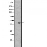 Western blot analysis of GPR27 expression in Hela cell lysate, The lane on the left is treated with the antigen-specific peptide.