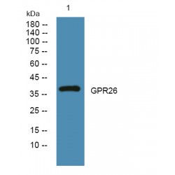 G-Protein Coupled Receptor 26 (GPR26) Antibody