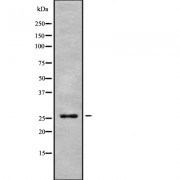 Western blot analysis of APOBEC3A using Jurkat whole cell lysates.