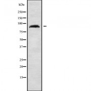 Western blot analysis of RHG24 using A549 whole cell lysates.